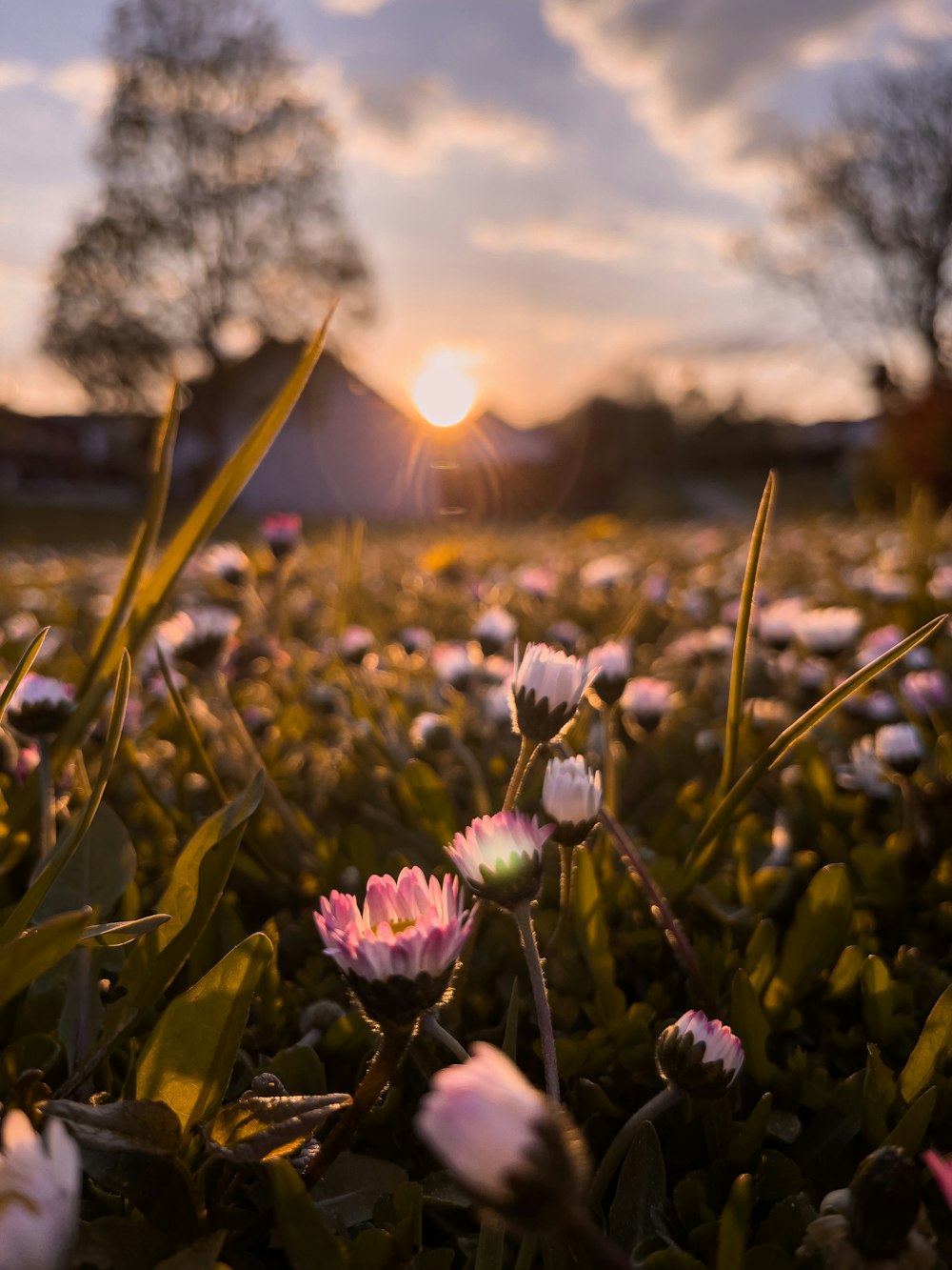 Nahaufnahme einer Blume