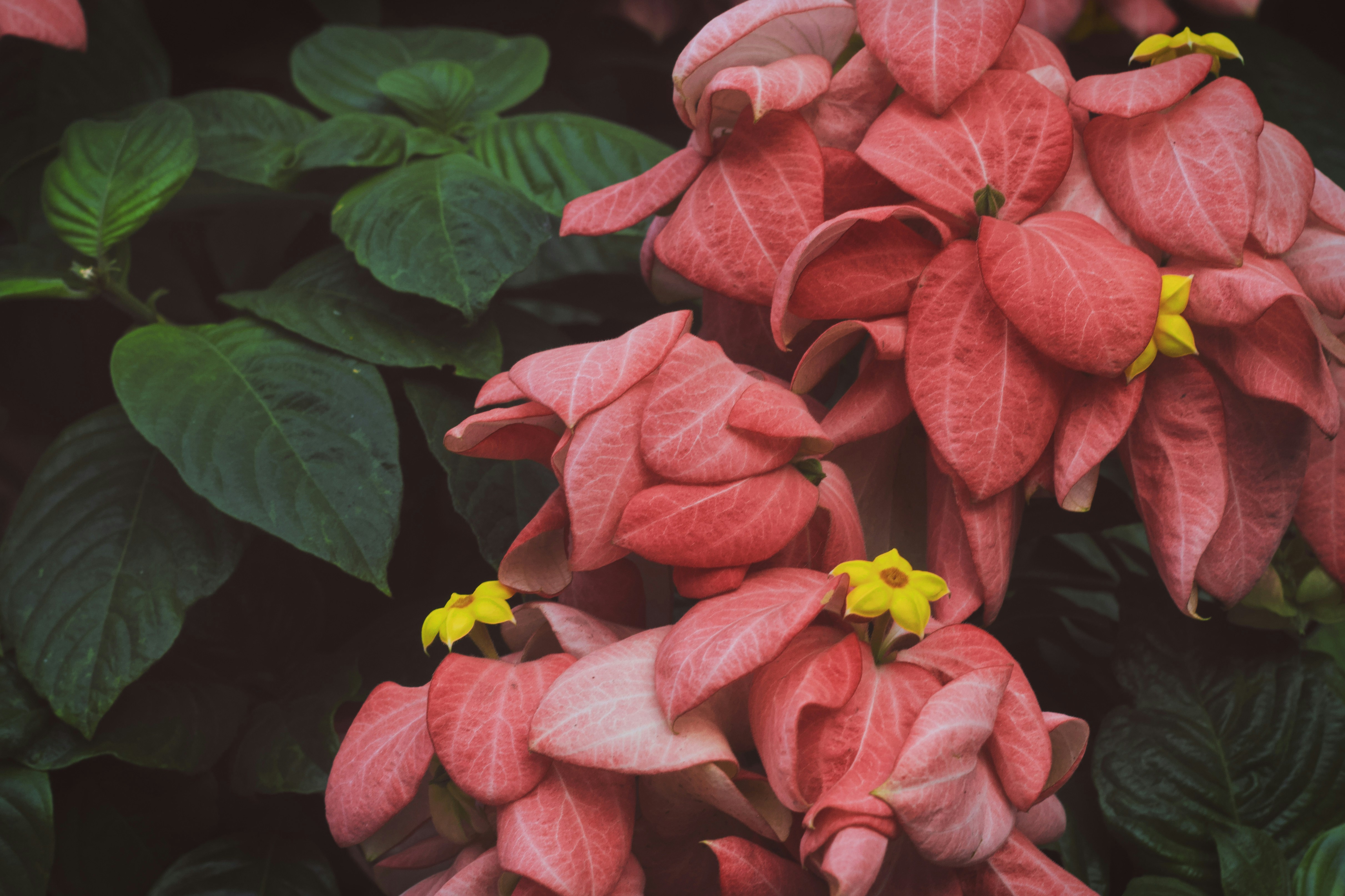 Picture of the day - aesthetic wallpapers