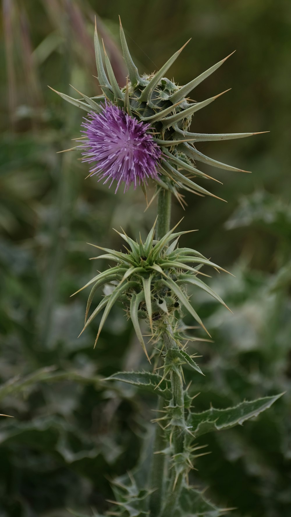 a purple flower on a plant