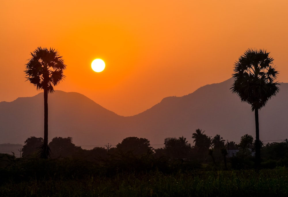 a tree in front of a sunset