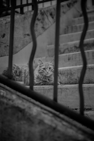 garde de chat paris