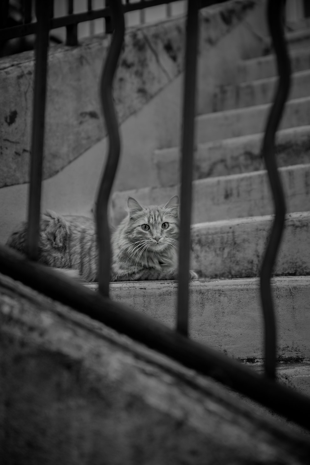 a cat lying on a ledge