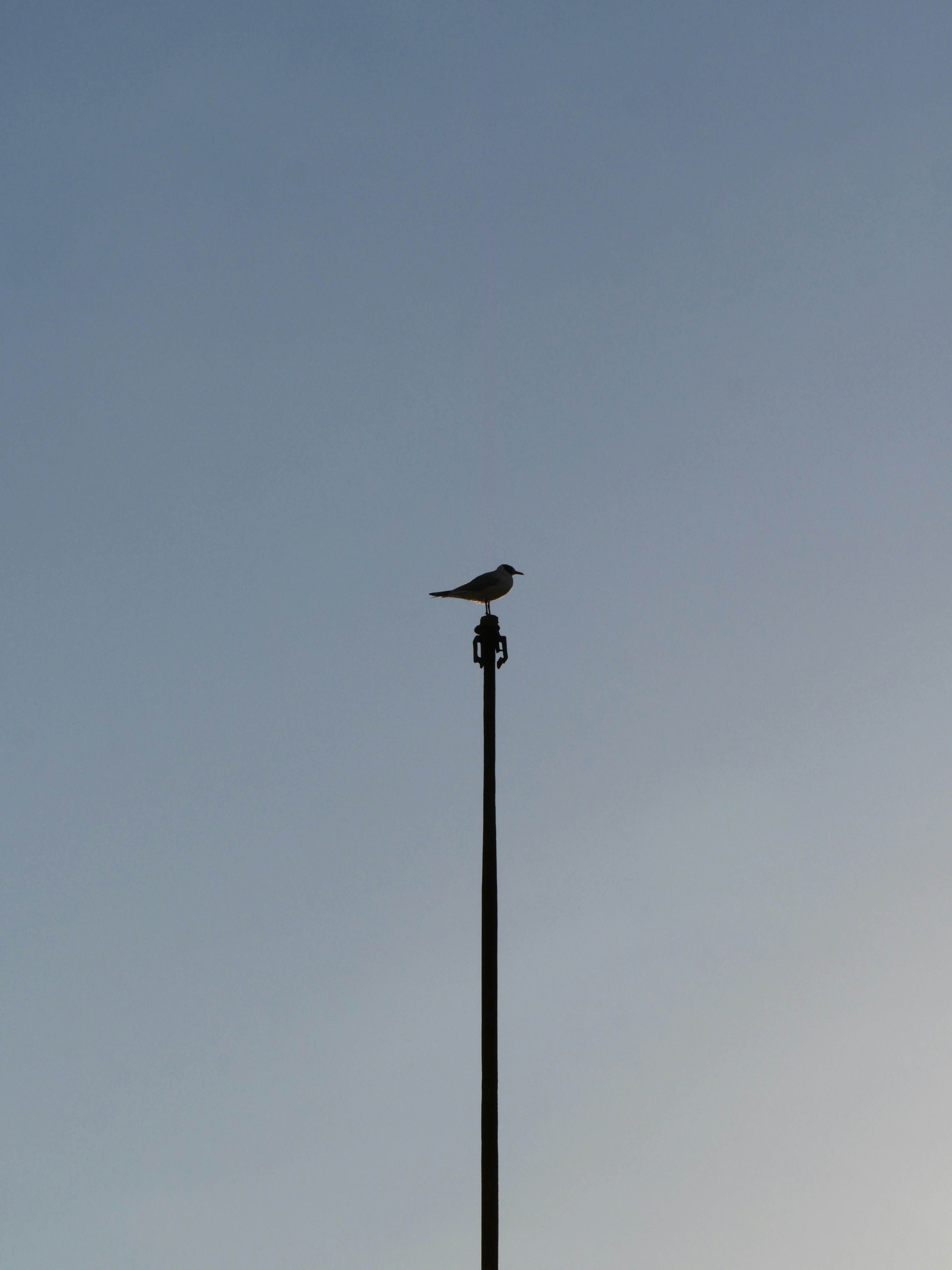 Photo by nimbus_vulpis