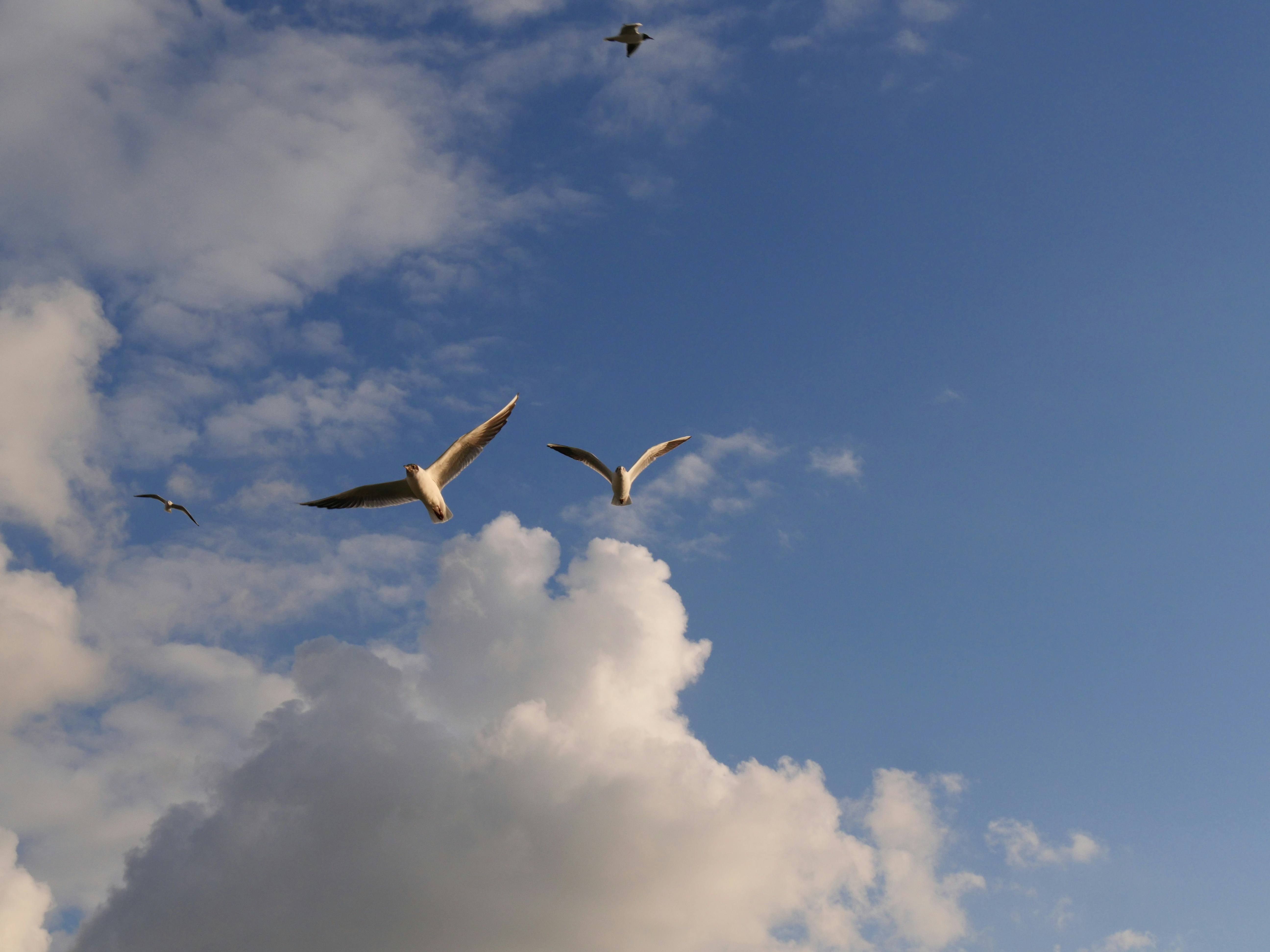 Photo by nimbus_vulpis