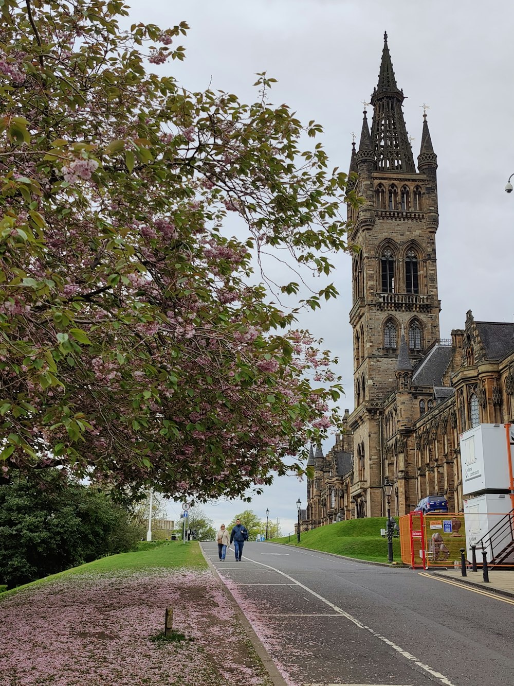 a road with a building on the side and a tree with pink flowers