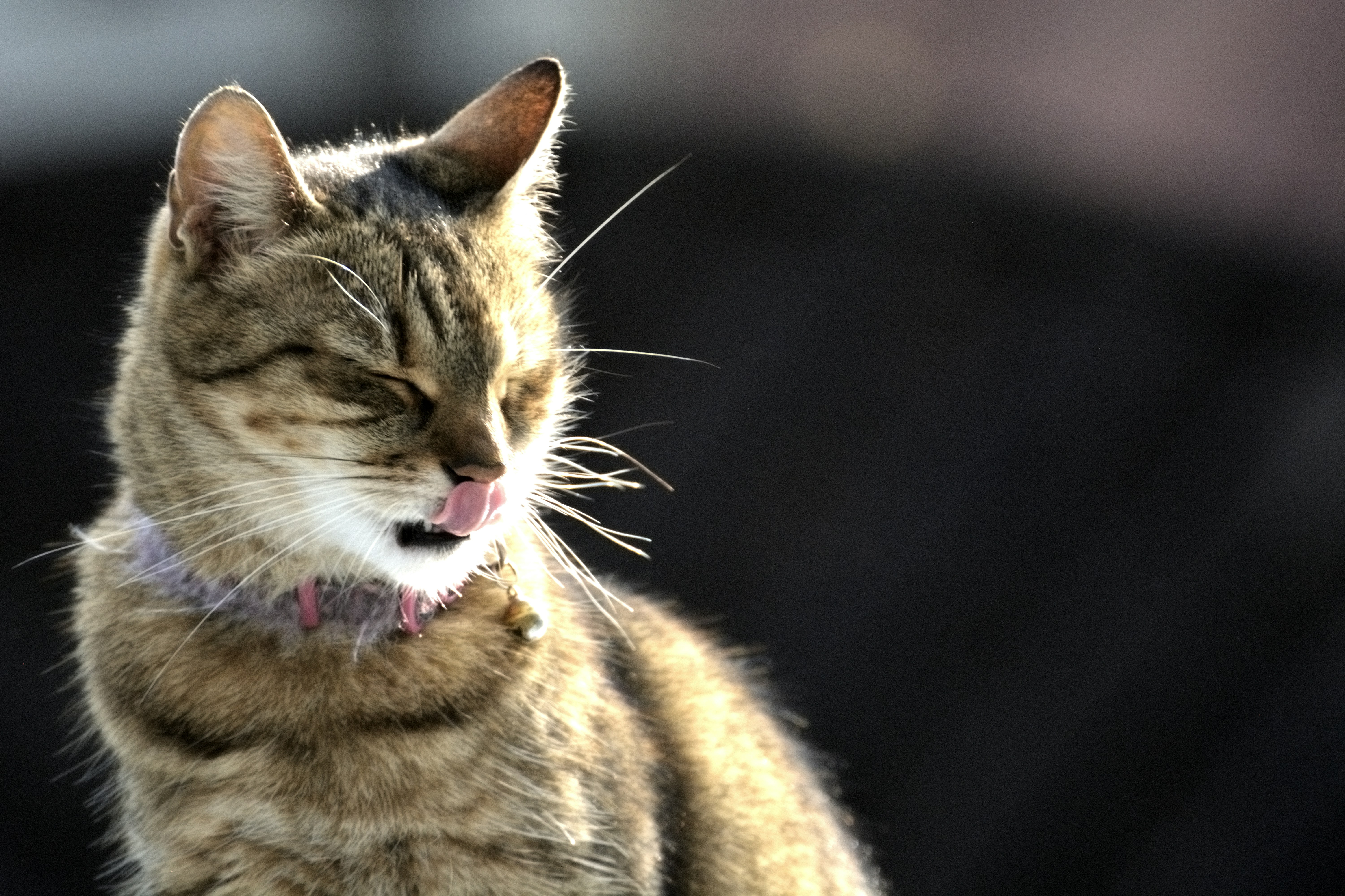 A cat licking another cat photo Free Cat Image on Unsplash