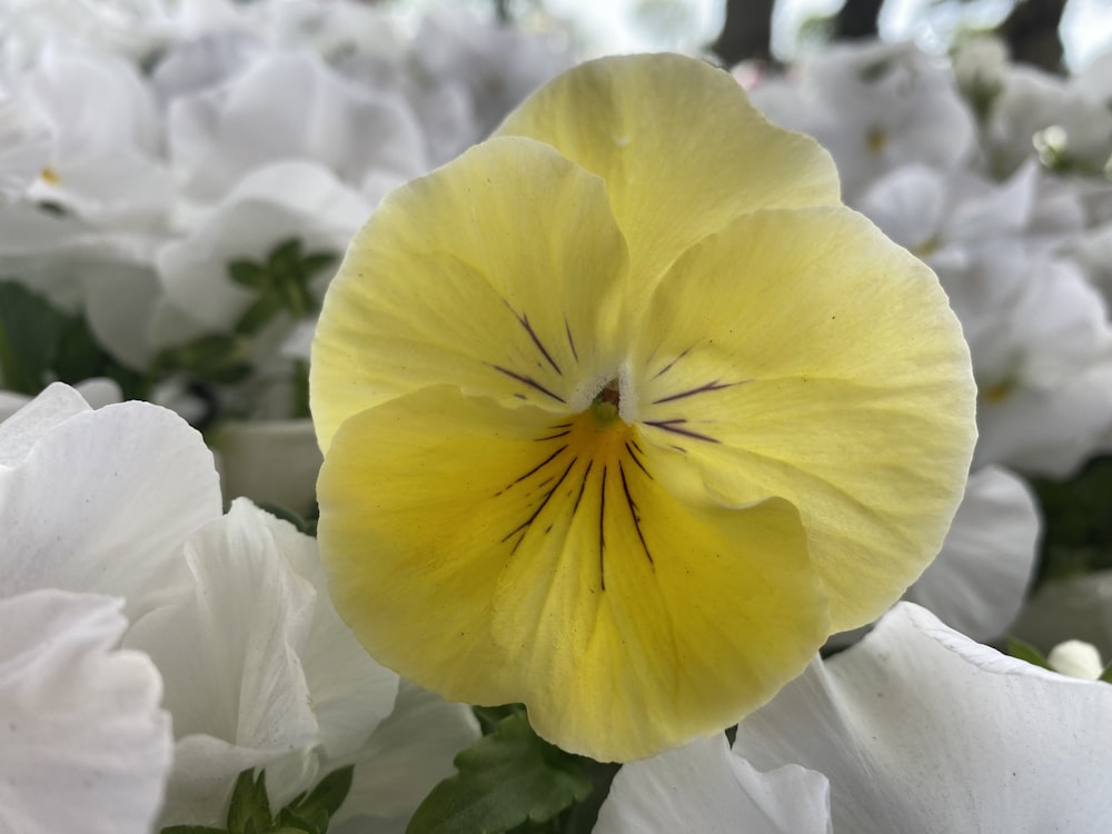 a yellow flower with white petals