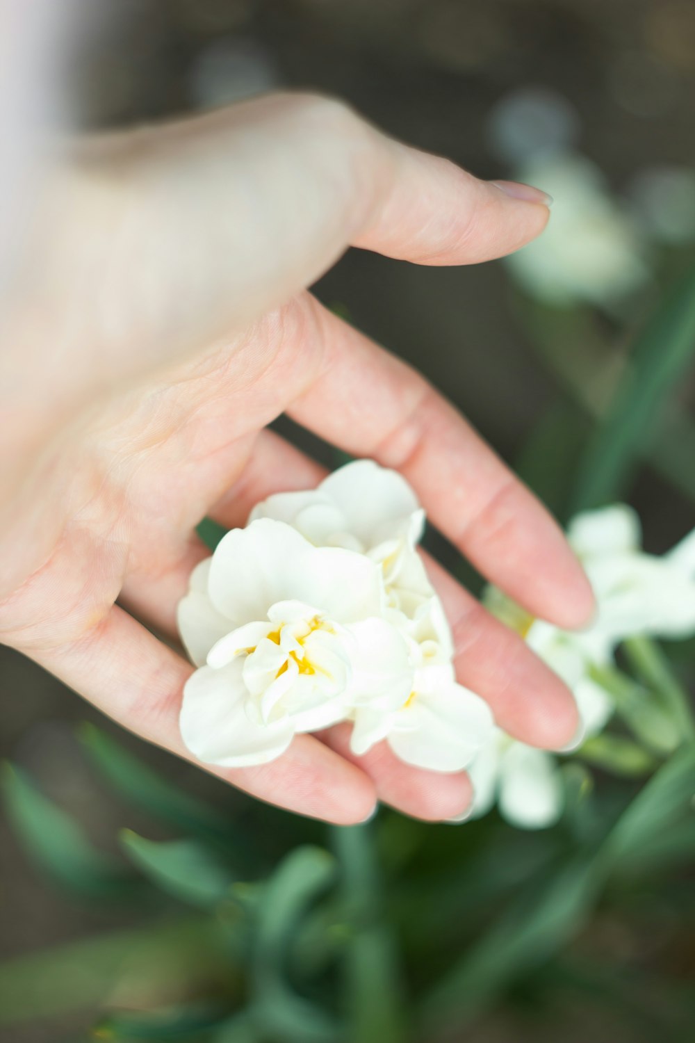 a hand holding a white flower