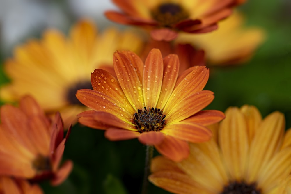 a close up of a flower