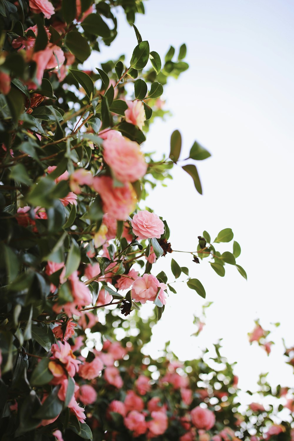 a tree with pink flowers