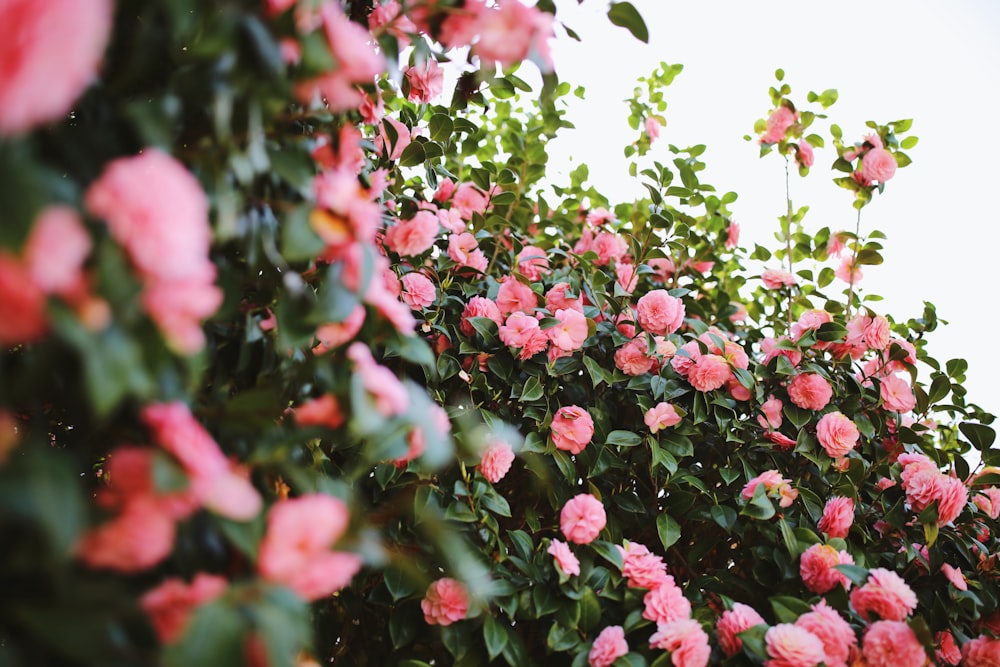 um arbusto com flores cor-de-rosa
