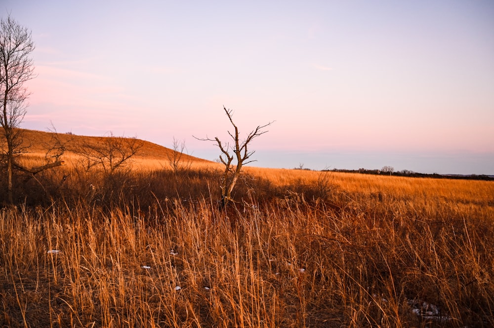 a field of dry grass