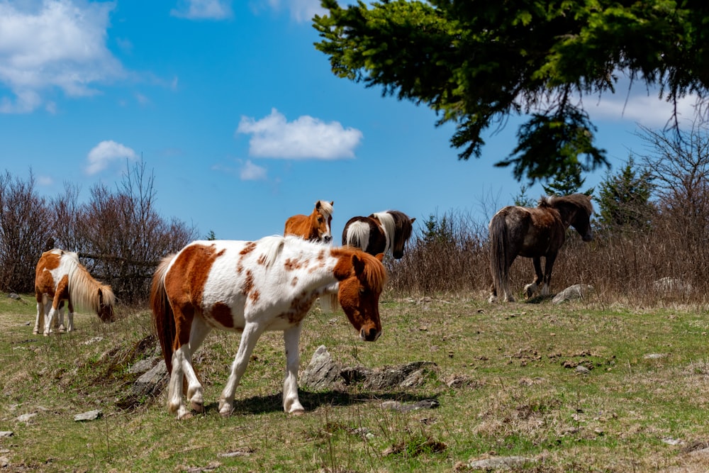 a group of horses stand in a grassy field