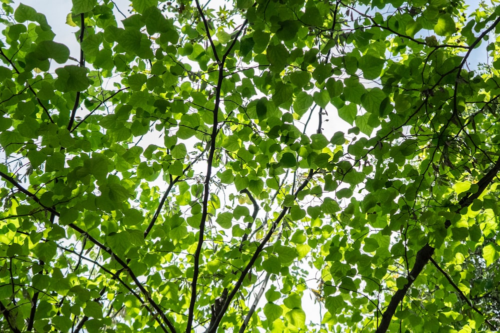 a tree with green leaves