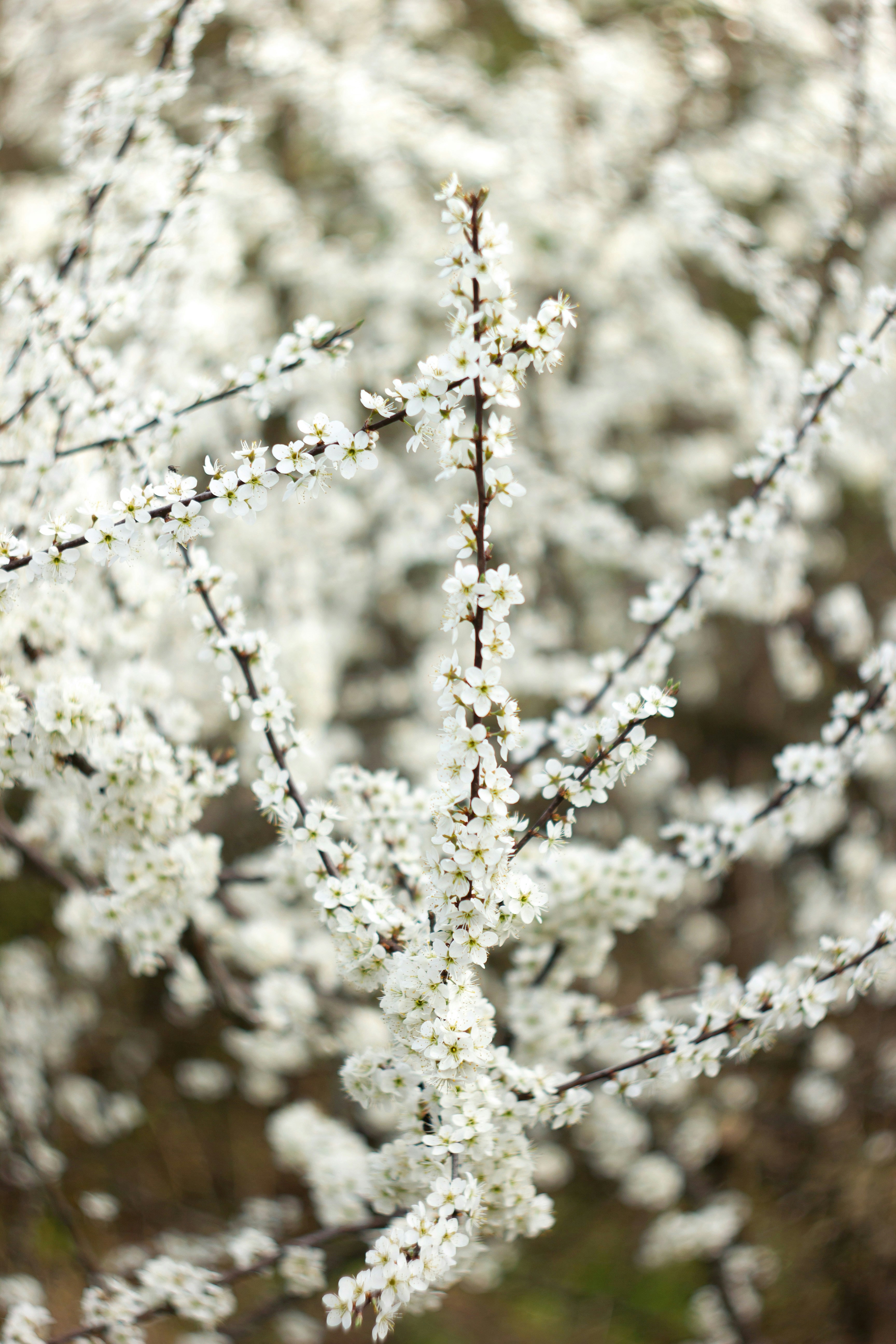 a close up of a tree branch