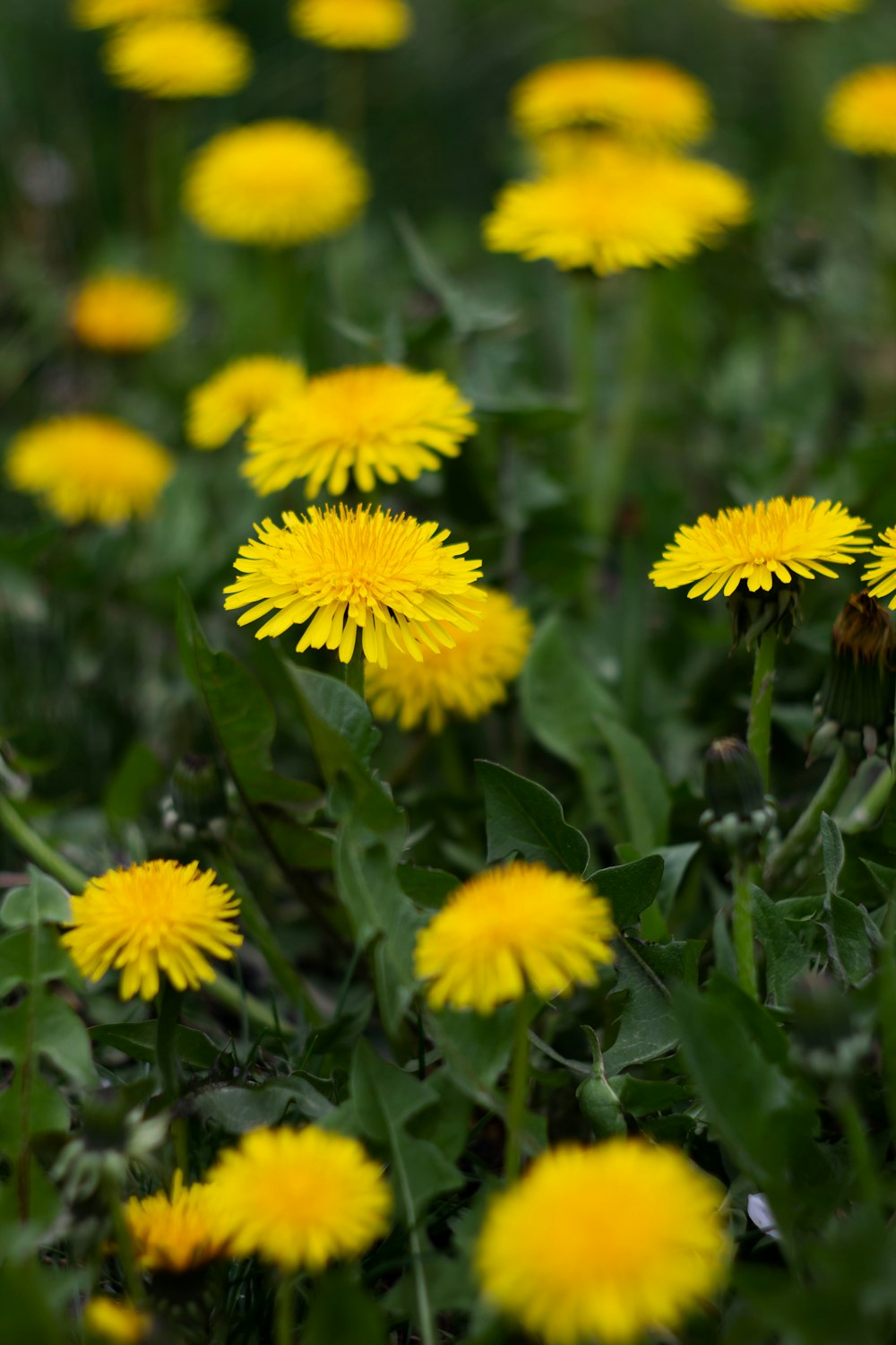 a group of yellow flowers