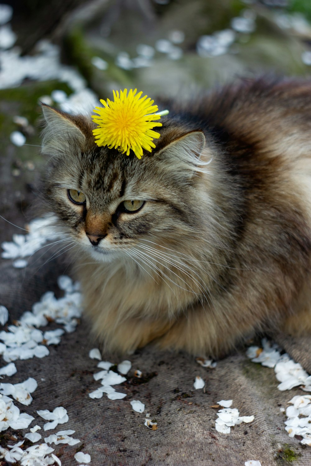 Un gato con una flor en la boca