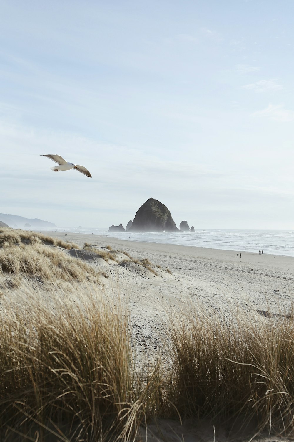 a bird flying over a beach