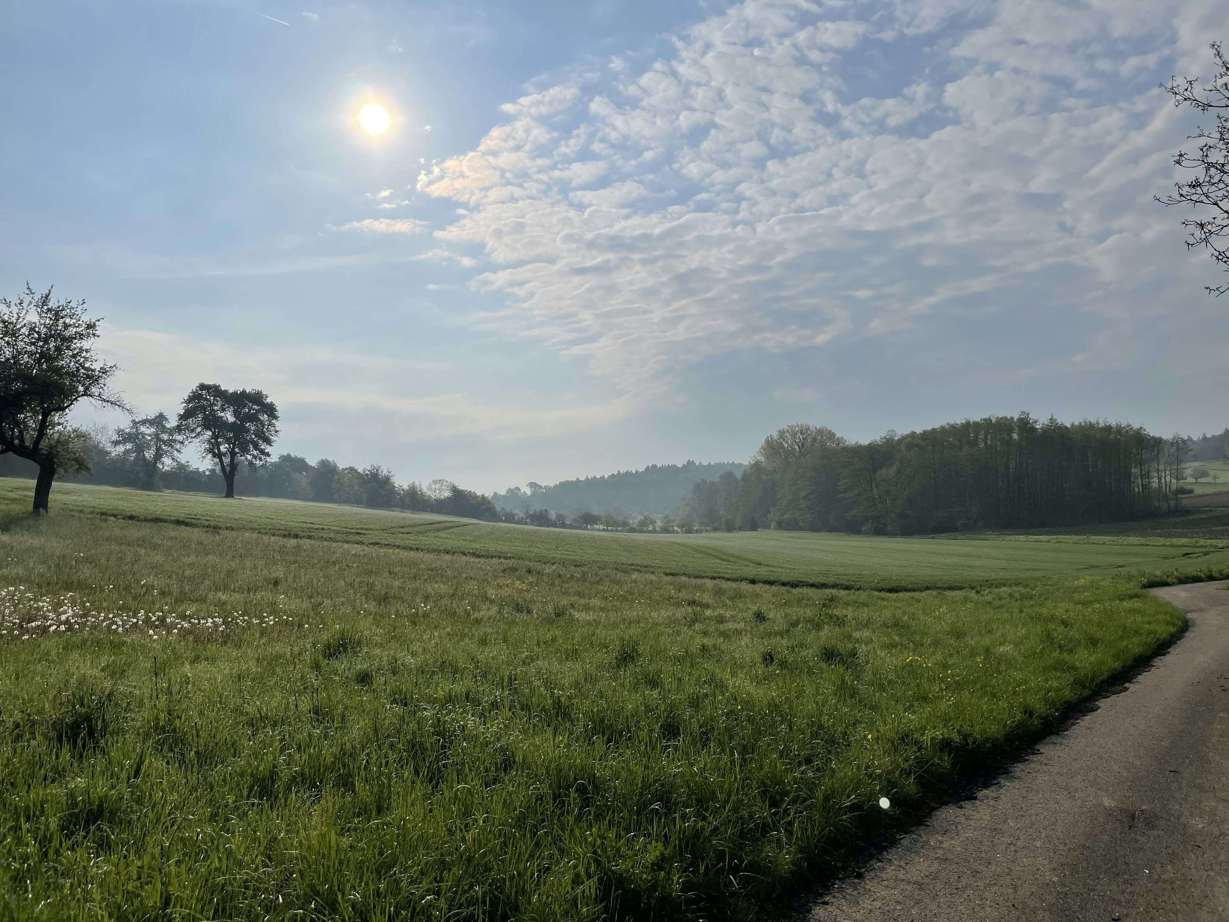 a grassy field with trees and a road