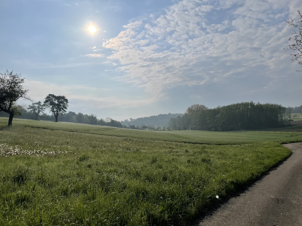 a grassy field with trees and a road