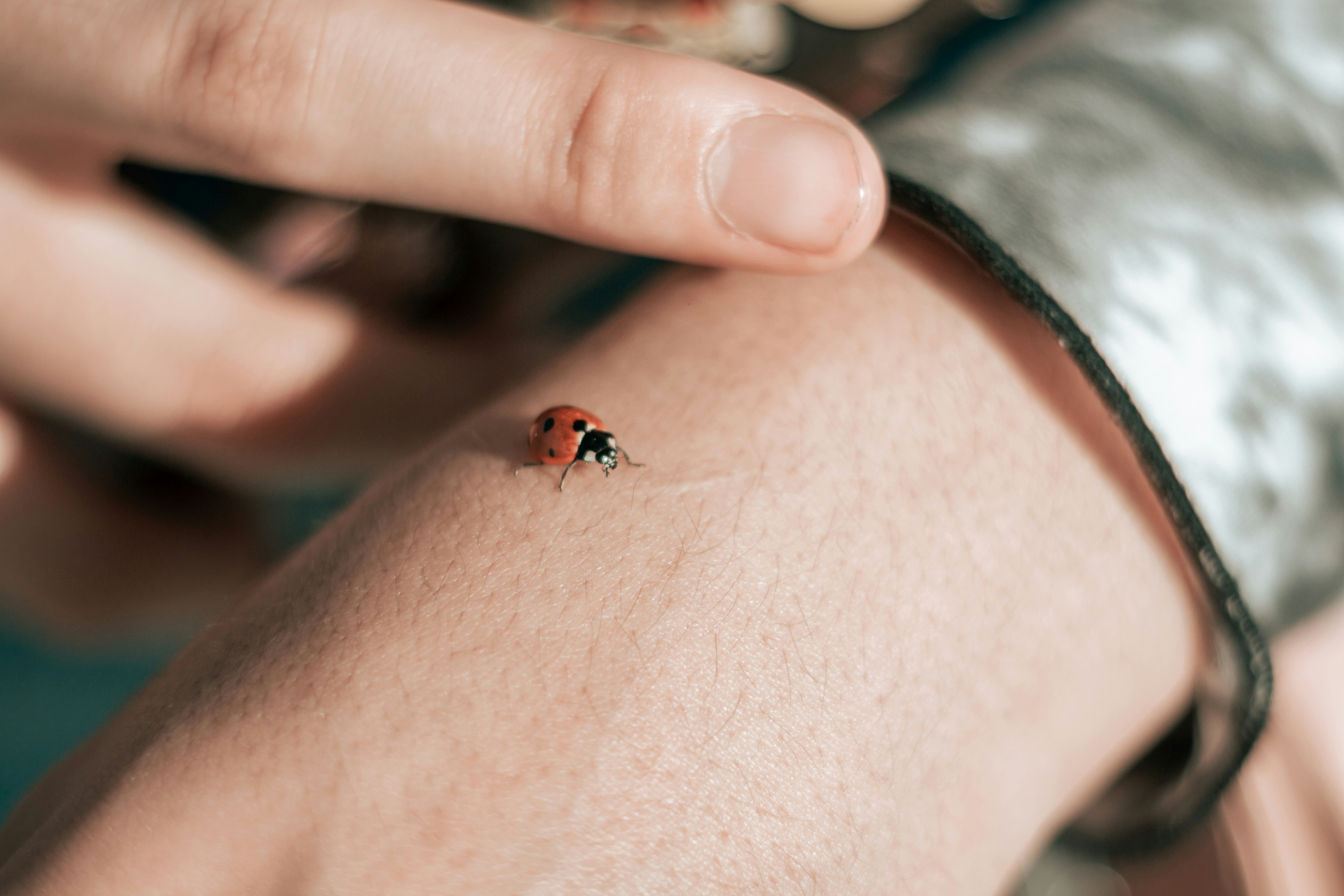 a person holding a small red bug