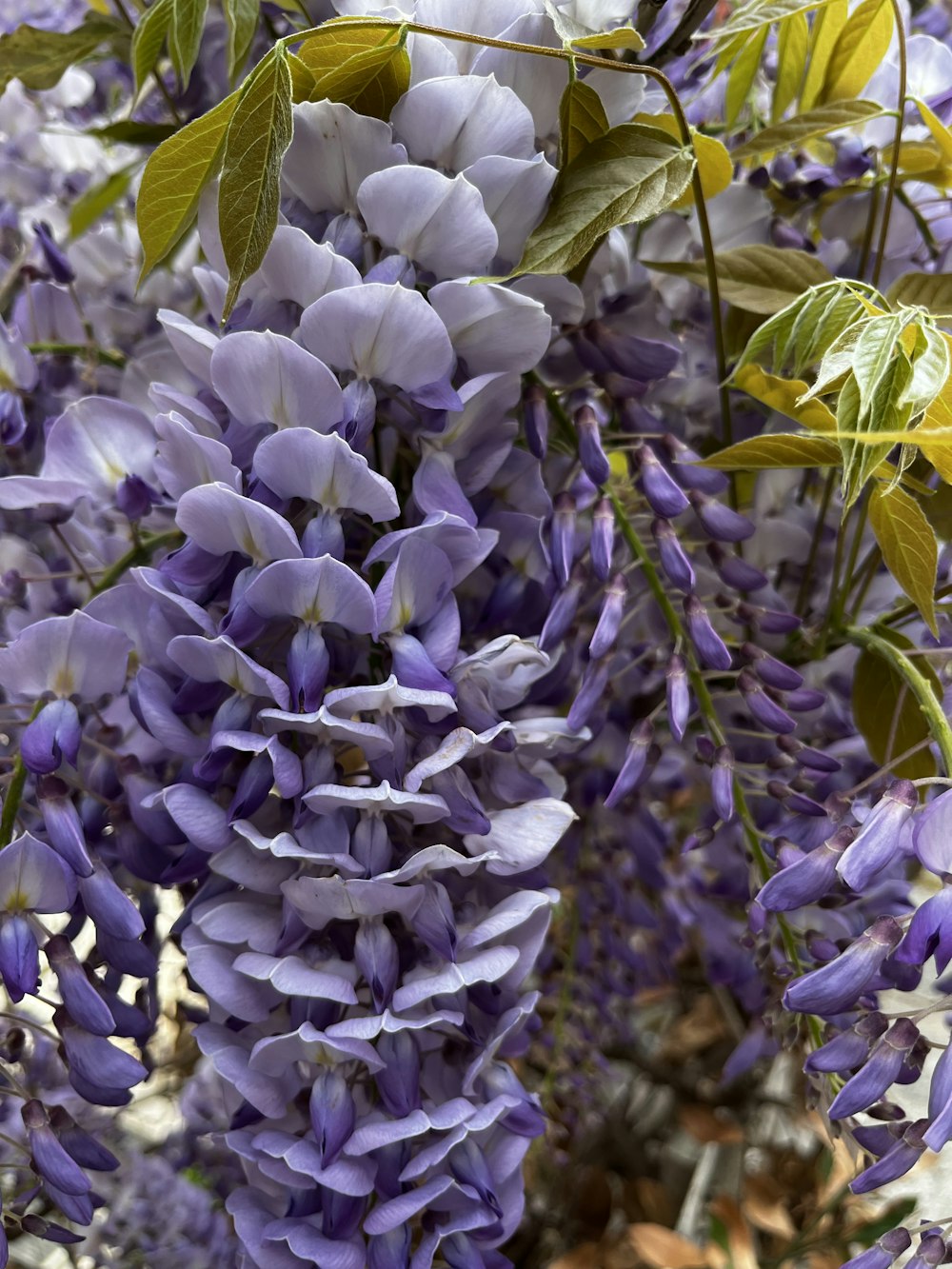 a close up of flowers