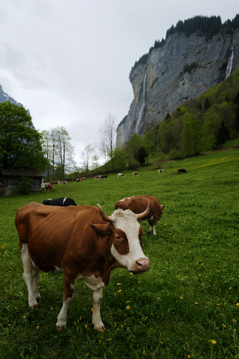 cows grazing in a meadow