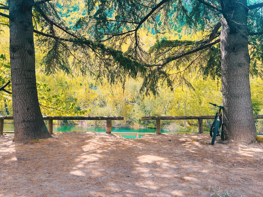 a bicycle parked under a tree