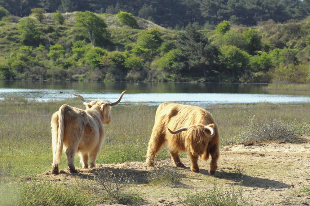 a couple of yaks stand near a body of water