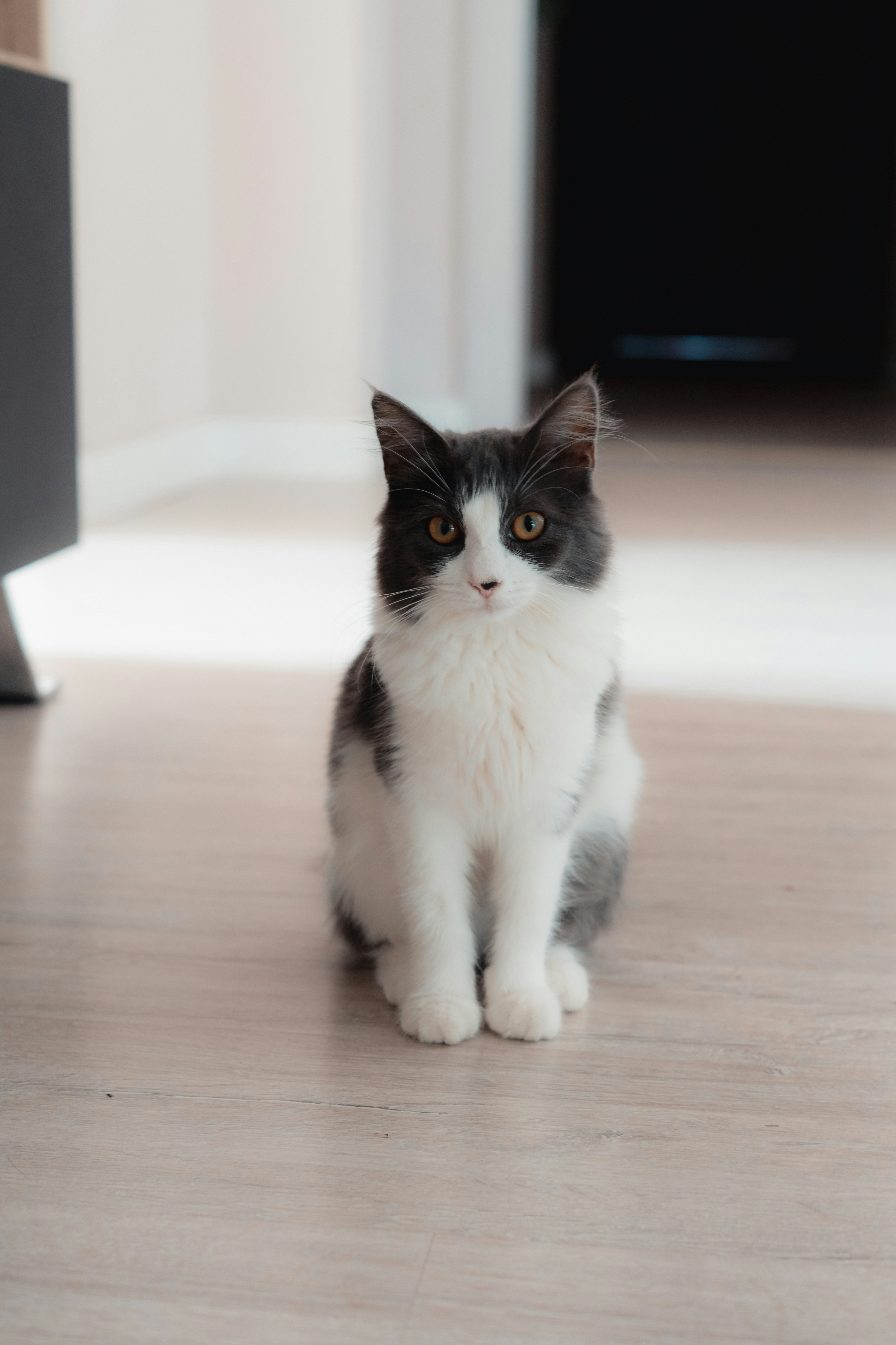a cat sitting on a wood floor