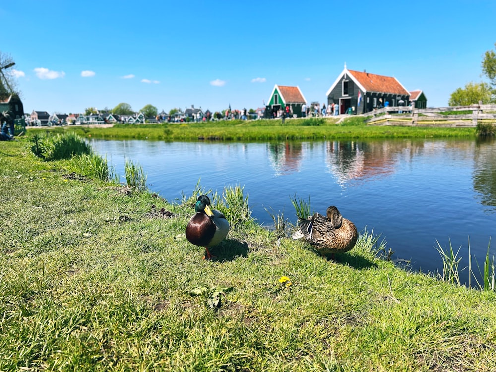 a couple of ducks in a grassy field by a body of water