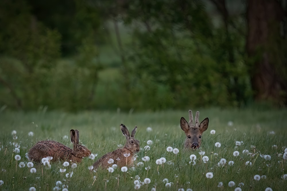 a group of rabbits in a field of flowers