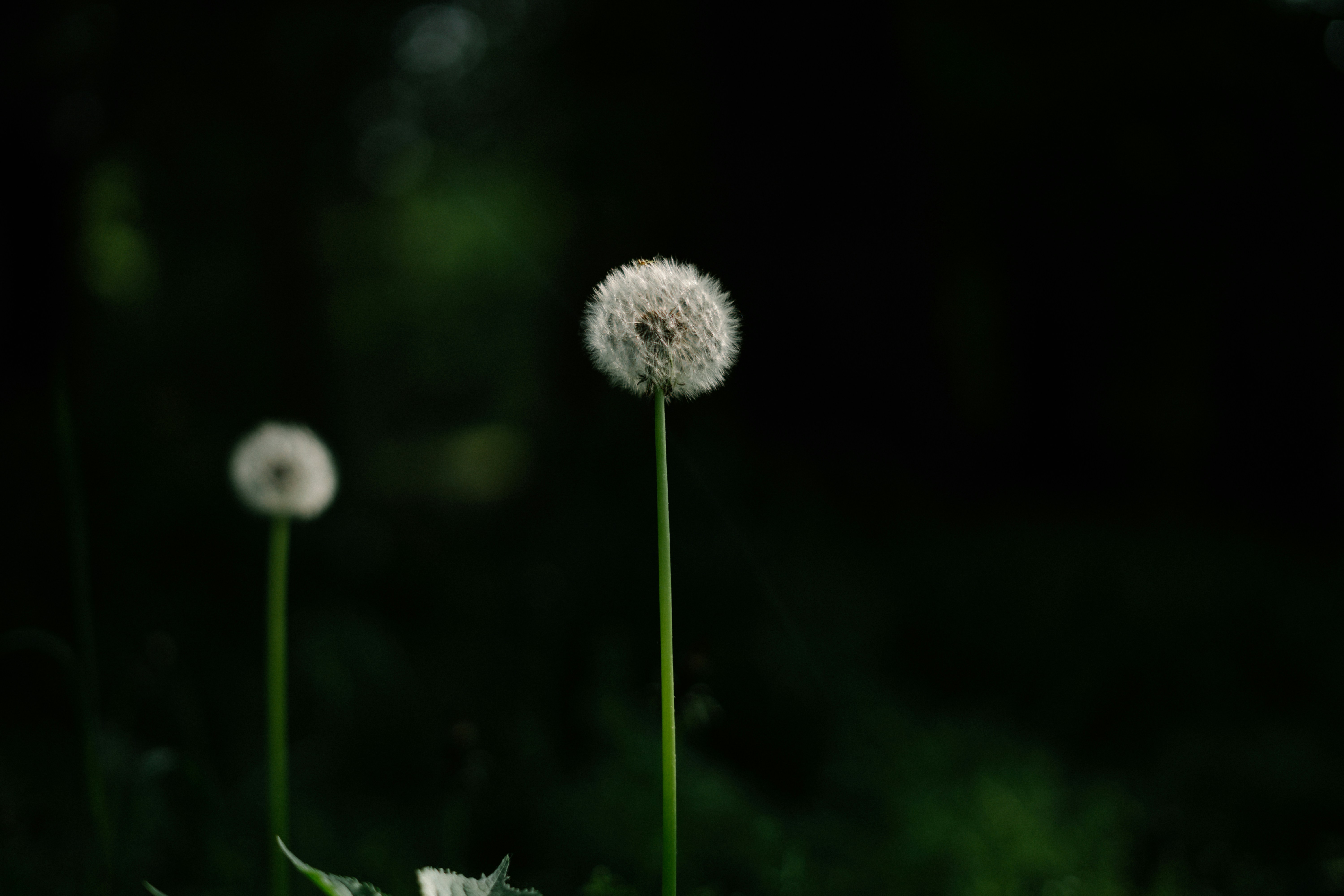 Photo by albina___white