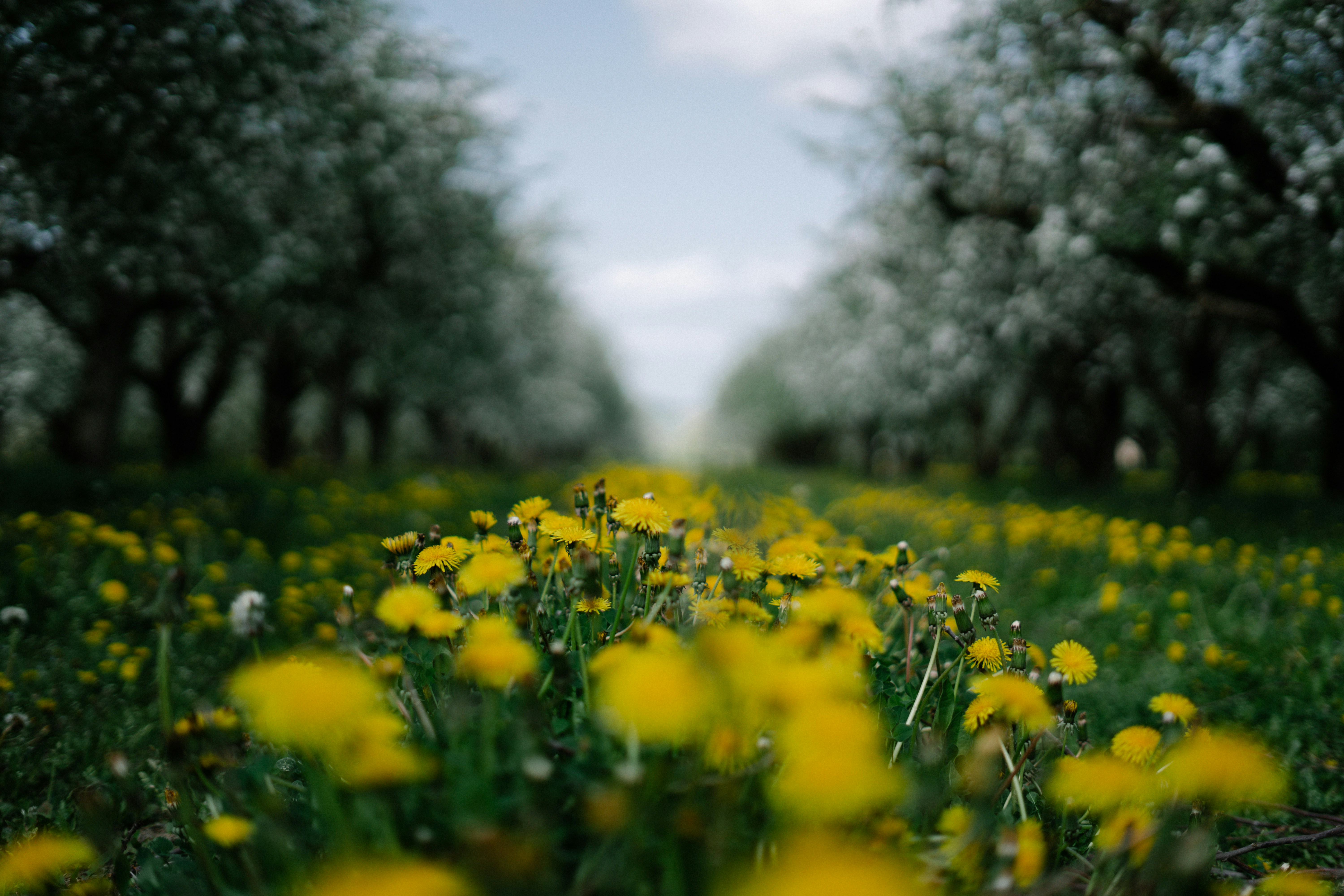 Photo by albina___white