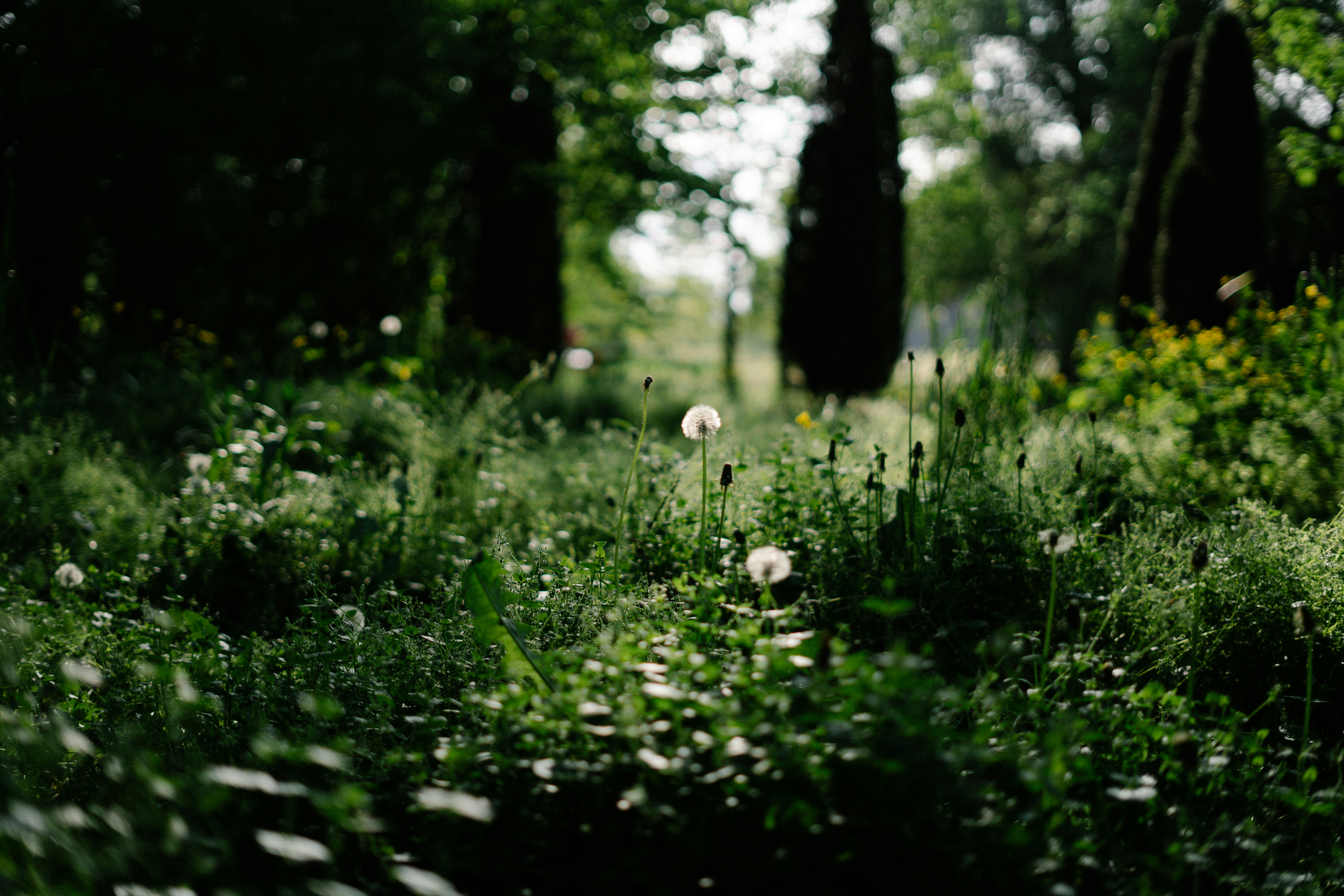 Photo by albina___white