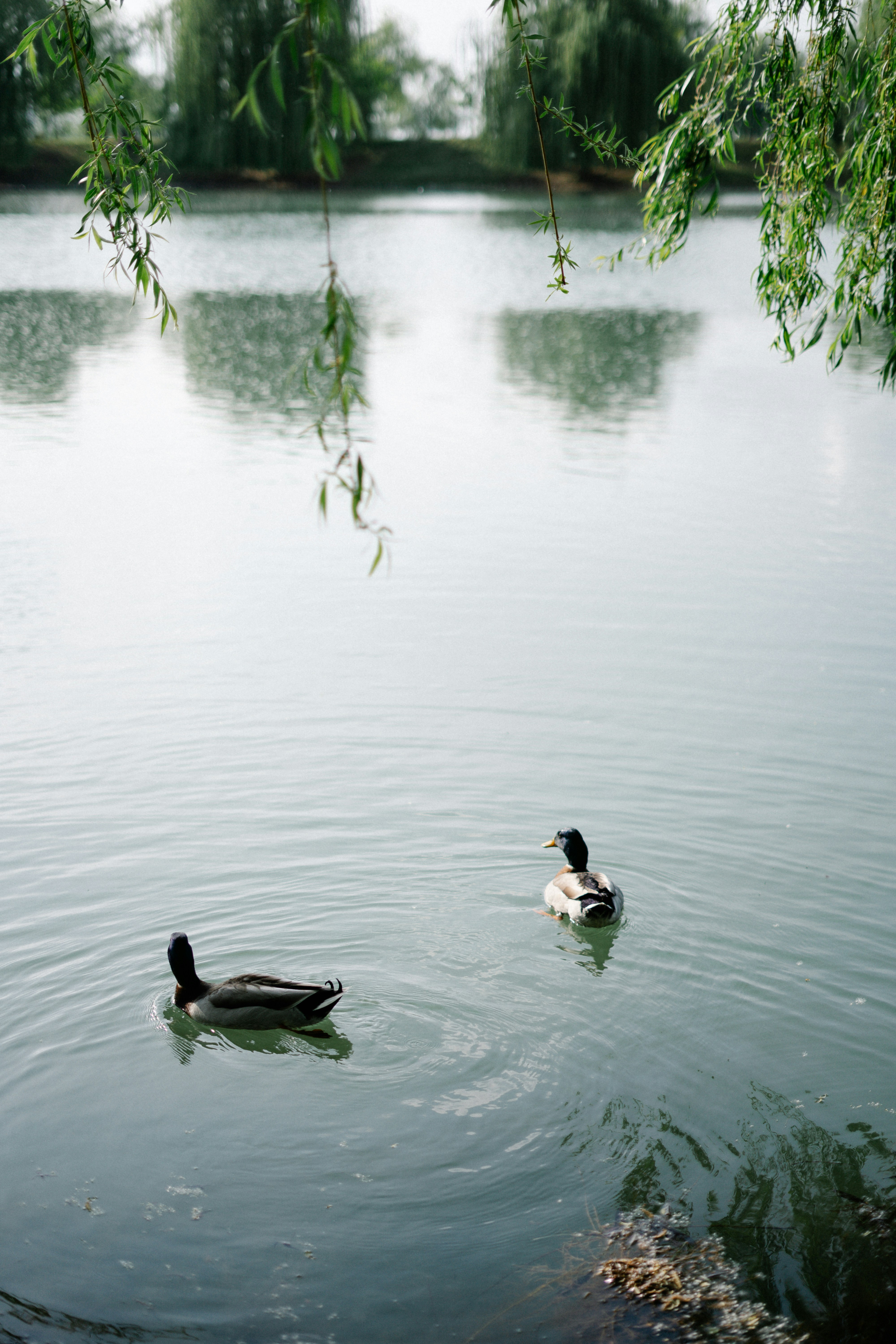 Photo by albina___white