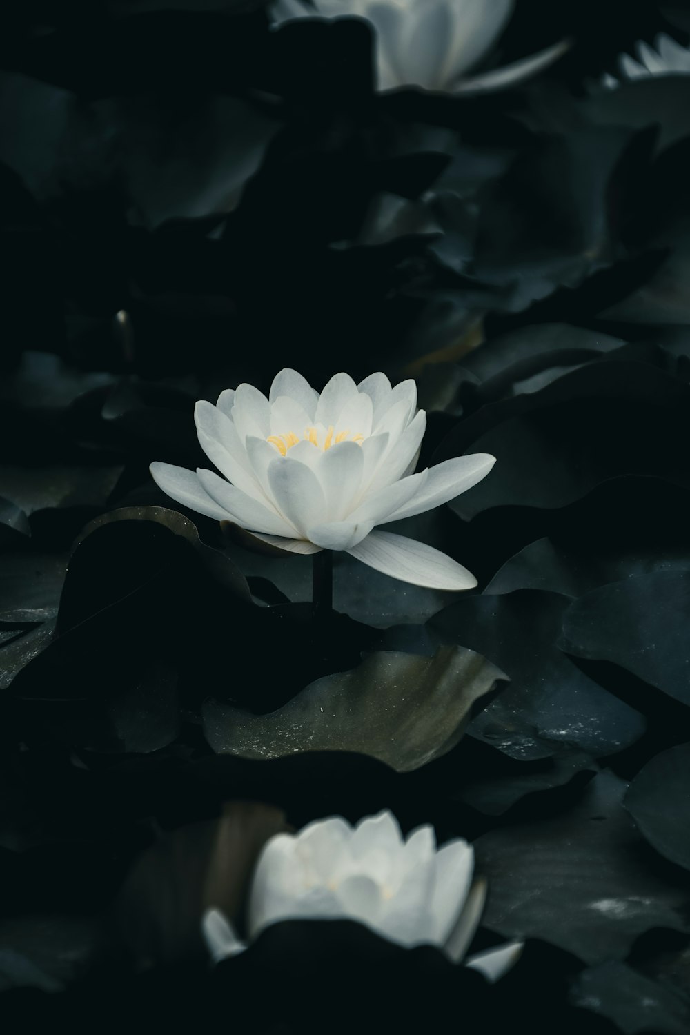 a white flower in water