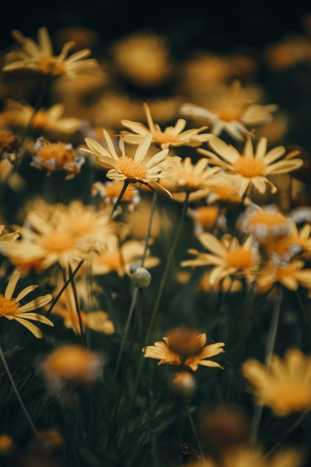 a close up of yellow flowers