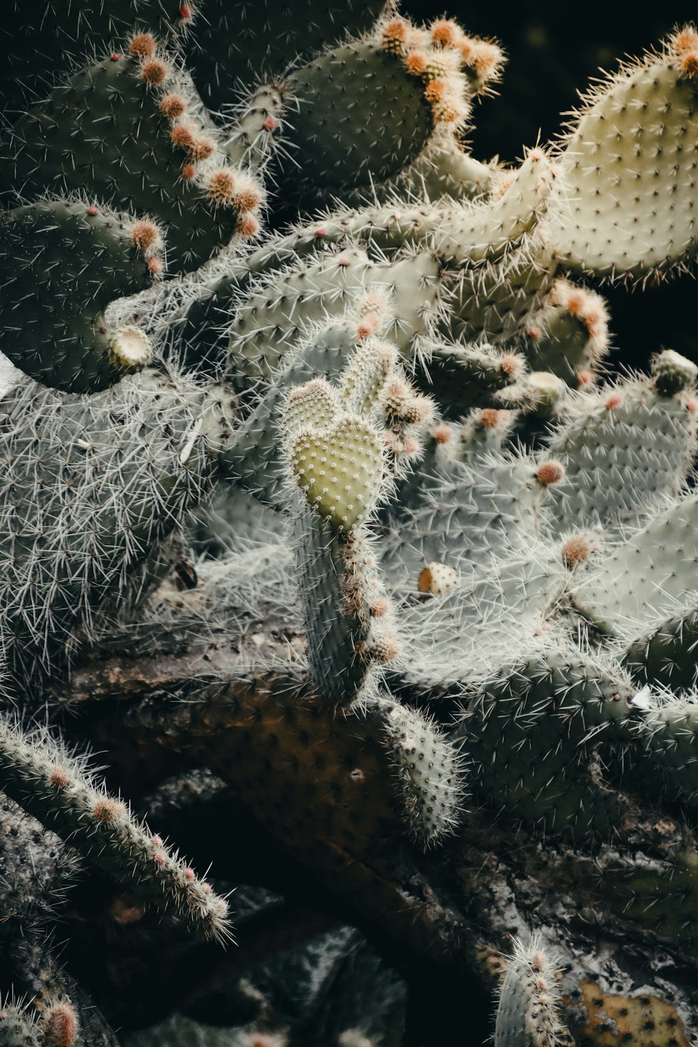 a close up of a sea urchin