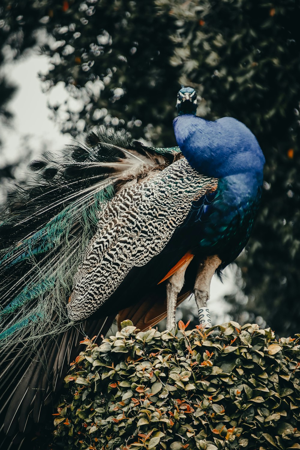 a peacock standing on a bush