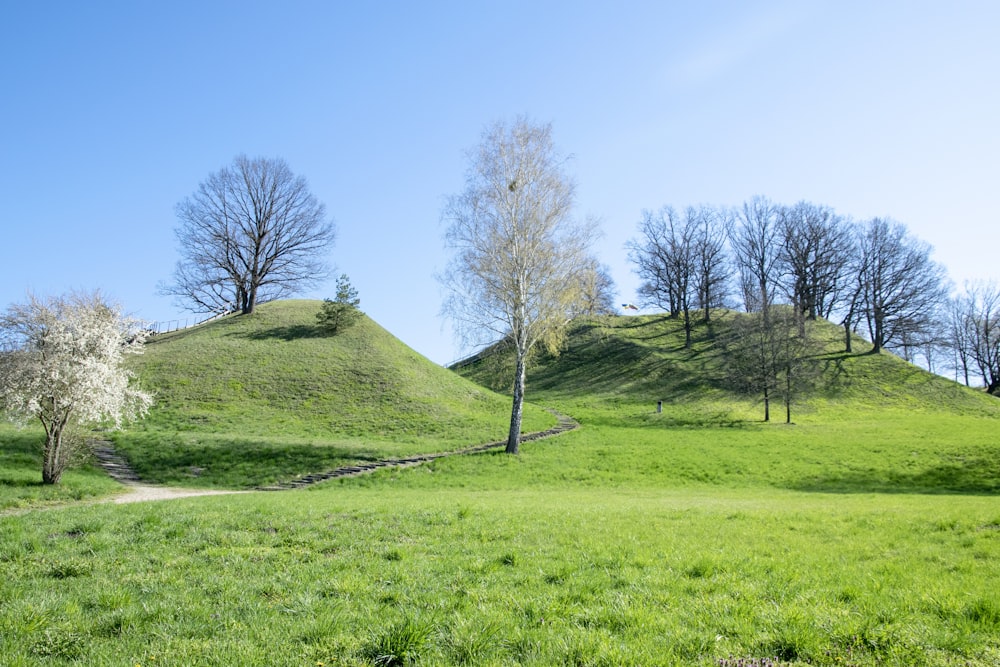 a grassy hill with trees on it