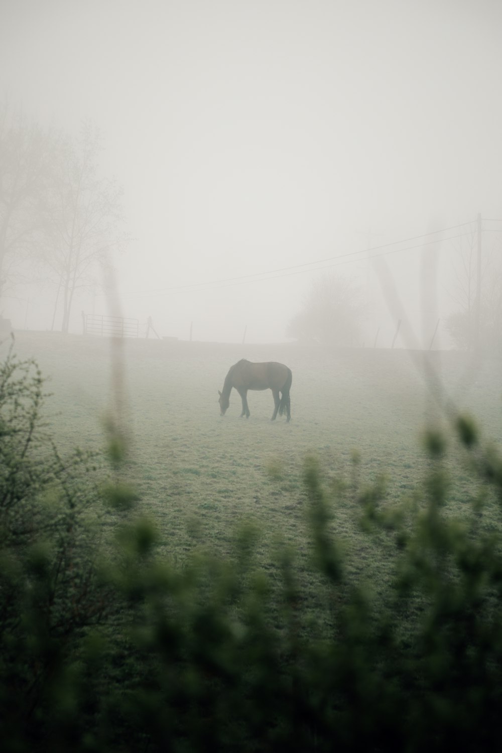 a horse in a foggy field