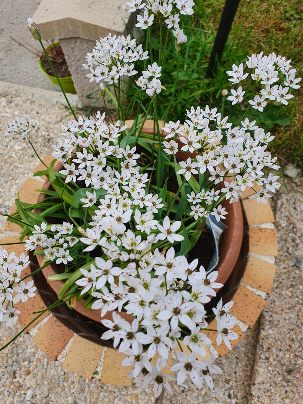 a potted plant with white flowers