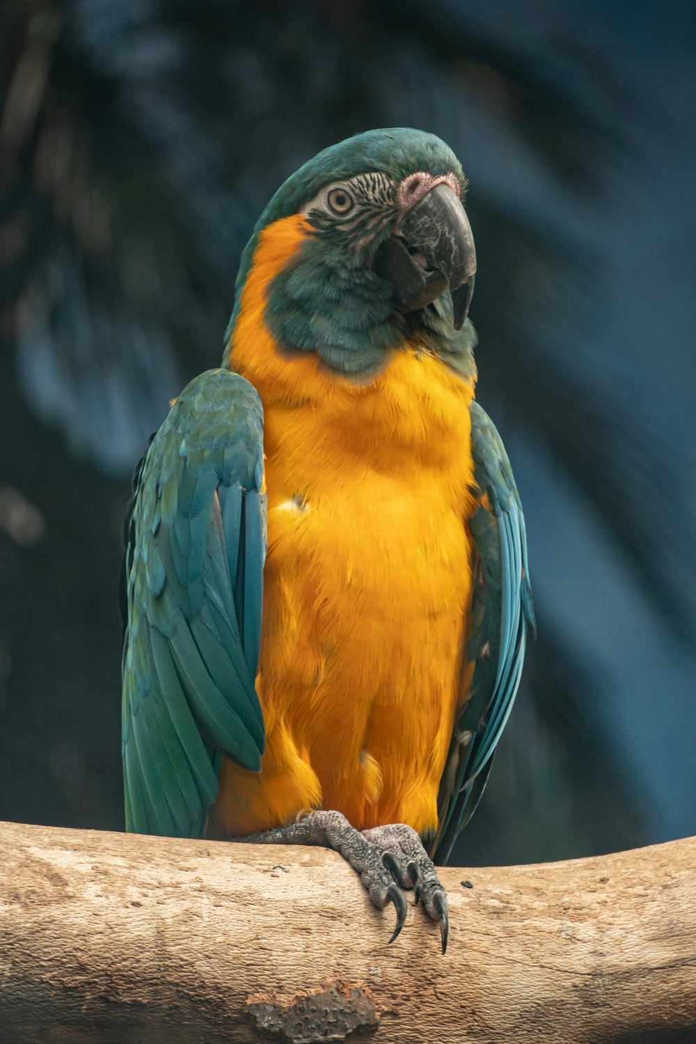 a couple of parrots on a branch