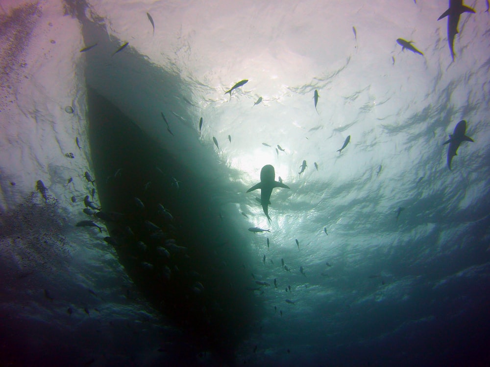 a person swimming in a tank with fish