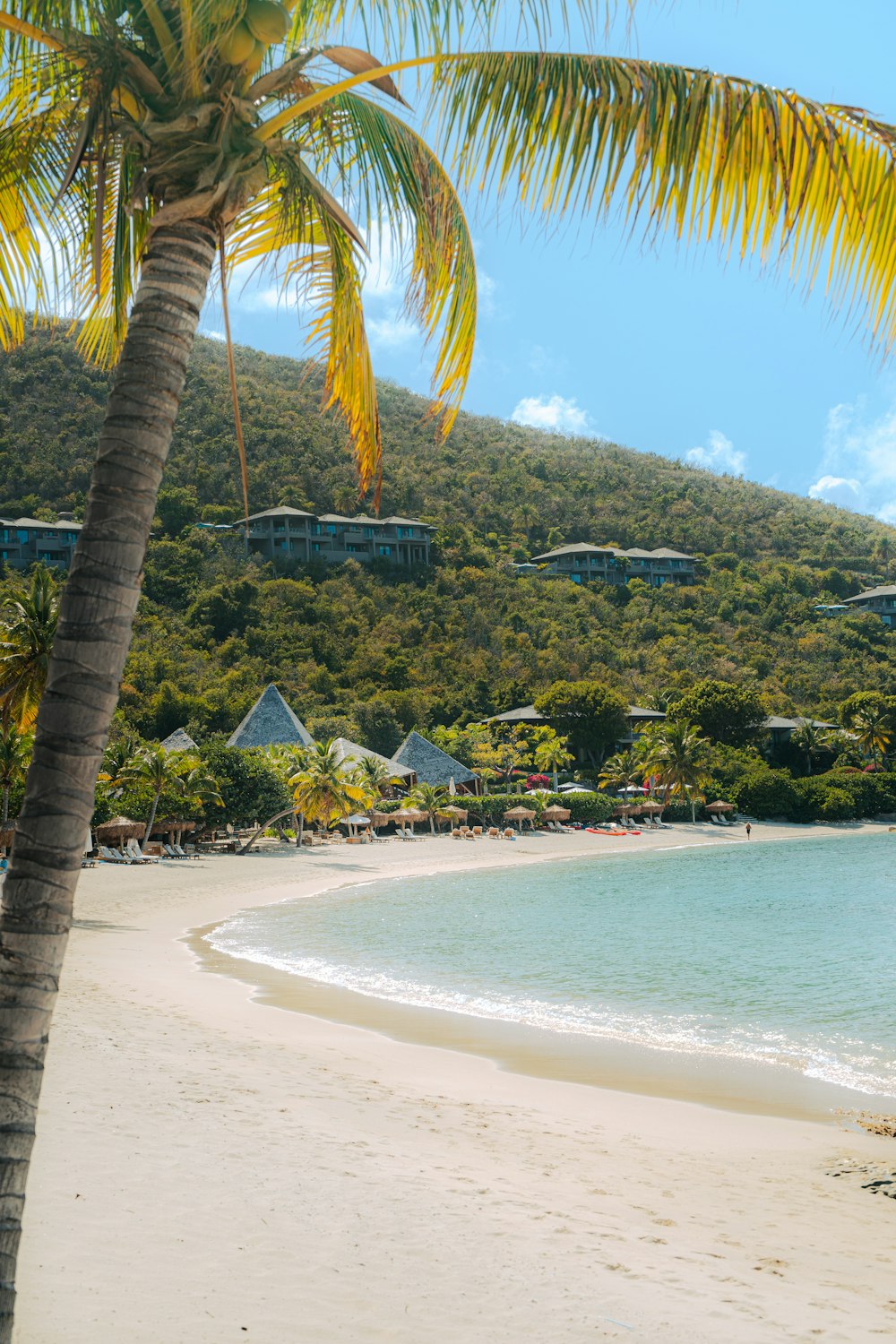 a beach with palm trees and houses