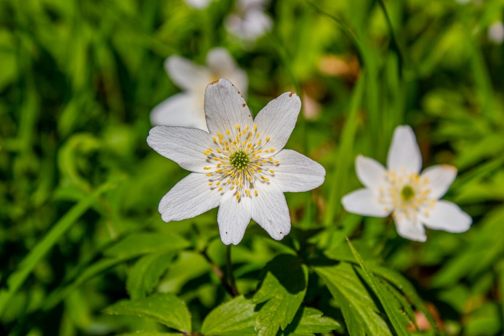 a group of white flowers