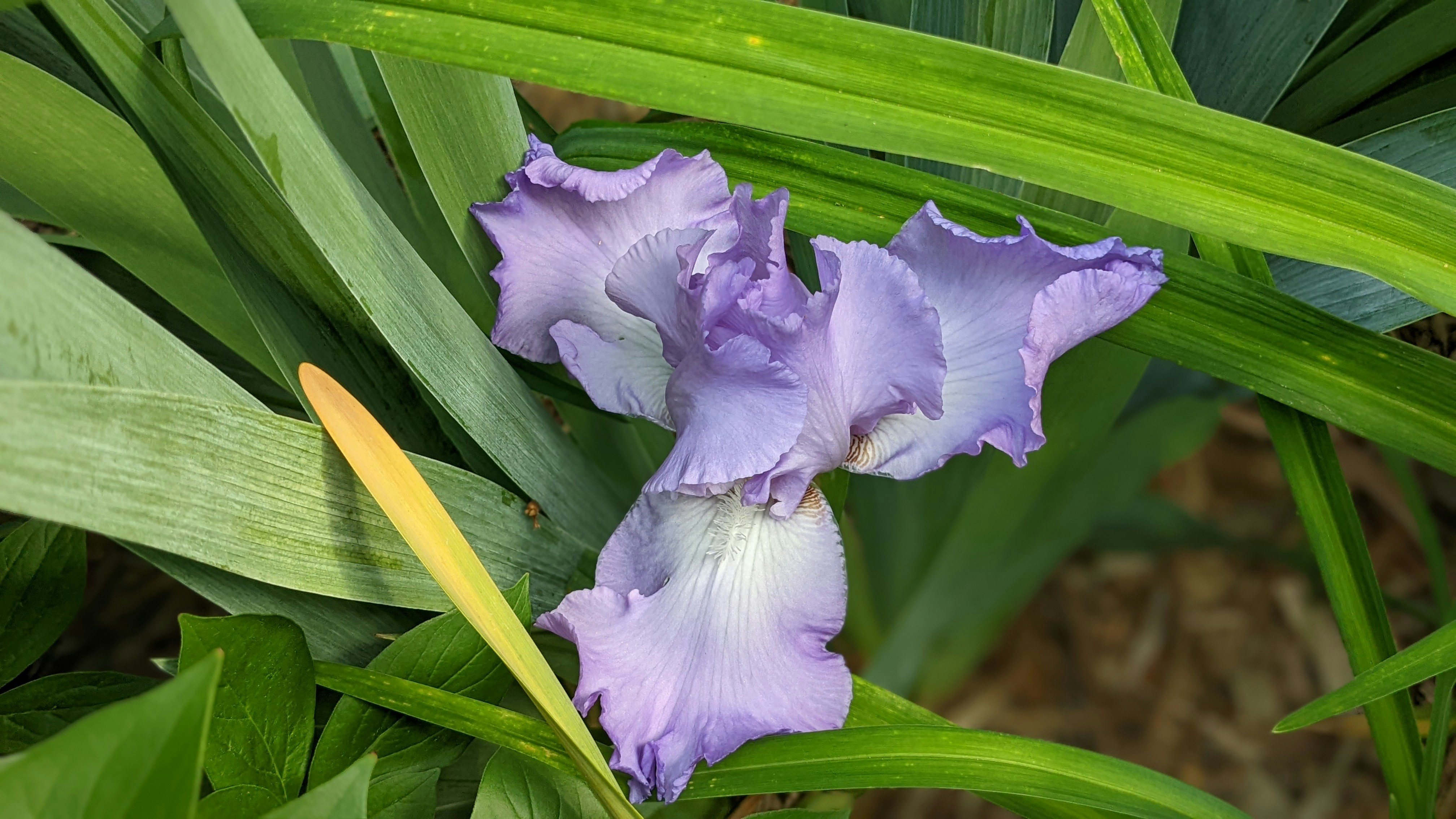 Iris