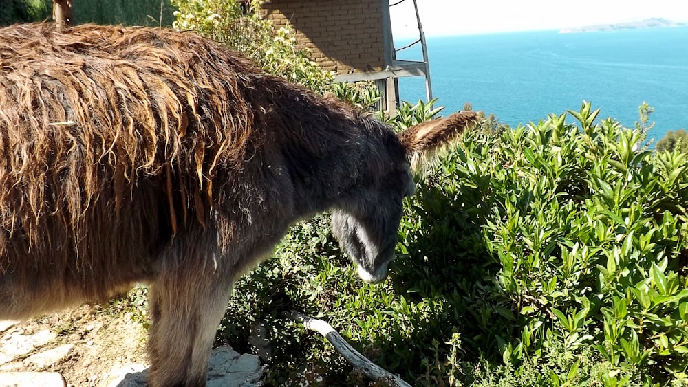 a goat eating plants by the water