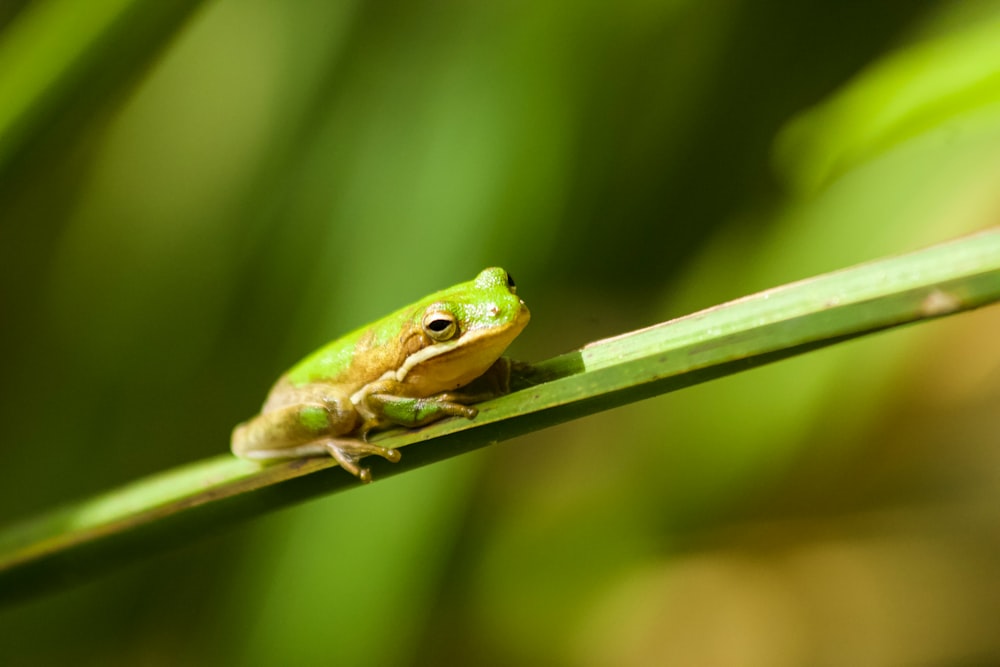 a frog on a branch